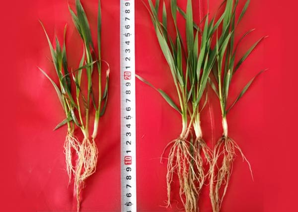 11 沃豐生物有機(jī)肥小麥?zhǔn)痉短锉瘸Ｒ?guī)肥小麥分孽數(shù)多，根系長，株高高2cm.jpg